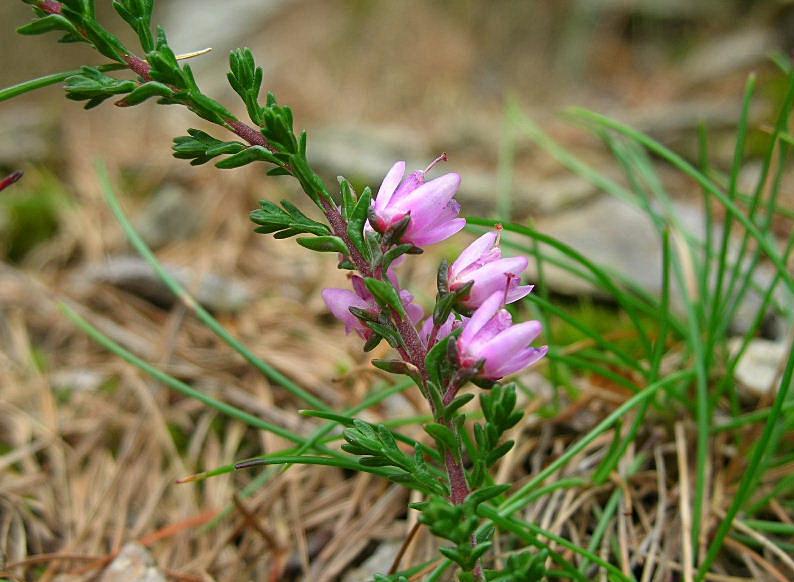 Calluna vulgaris / Brugo